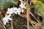 Trailing arbutus